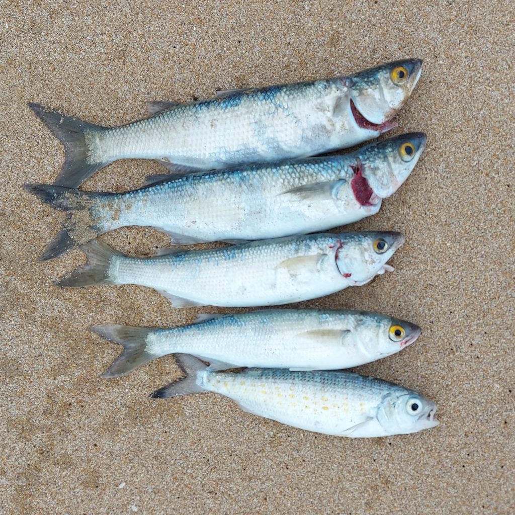 Picture of Australian Salmon caught at Mount Camel, South Australia