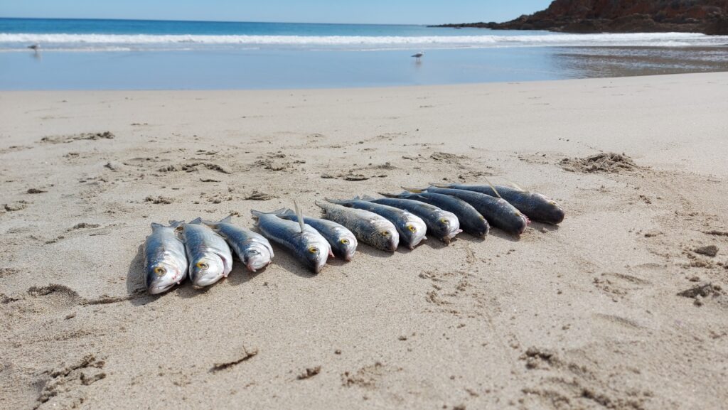 Picture of Mullet fish
