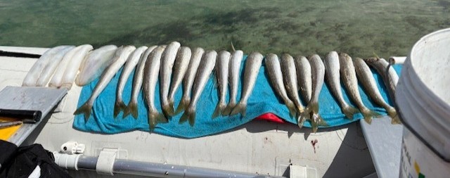 Photo of King George Whiting on the back of a boat