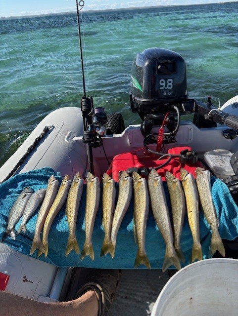 Picture of many King George Whiting
